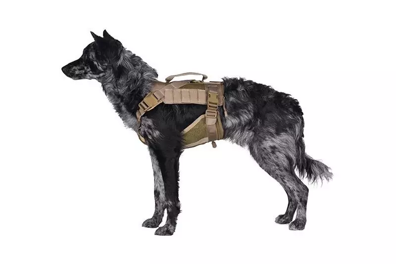 Tactical dog outlet equipment